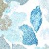 Weiß/Blau/Multicolor-102775