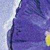 Amethyst/Multicolor-103783
