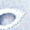 wit-105557