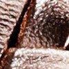 or rose-109457