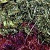 chianti/olijf/melange-110538