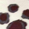 Champagner/Burgund/Multicolor-111209