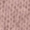 rose antique-111240