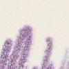 Mauve/Ecru-112905