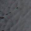 Schwarz-Lack-113710
