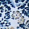 Blau/Multicolor-113825