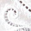 blanc-114729