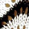 blanc/noir/multicolore-114759