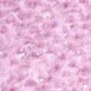 rose-114999