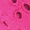 fuchsia-116276