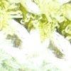 blanc gris/vert pomme-116773