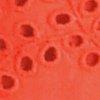 orange-117003