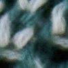 petrol/salie-117033
