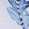 blauw/wit-117439