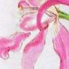 wit/lichtpink-117504