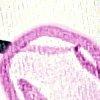 wit/multicolour-118421