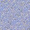 Meerblau/Multicolor-118967