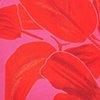 fuchsia/rouge coquelicot/multicolore-123759
