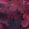 pruim/multicolour-127688