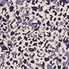 Beige/Lavendel/Multicolor-128953