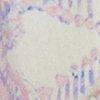 wit/multicolour-221921