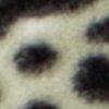 Beige/Schwarz-223424