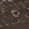 donkertaupe-308176